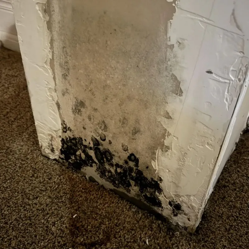 Professional Mold Removal in Raytown, MO